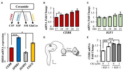 Ceramide Kinase Inhibition Blocks IGF-1-Mediated Survival of Otic Neurosensory Progenitors by Impairing AKT Phosphorylation